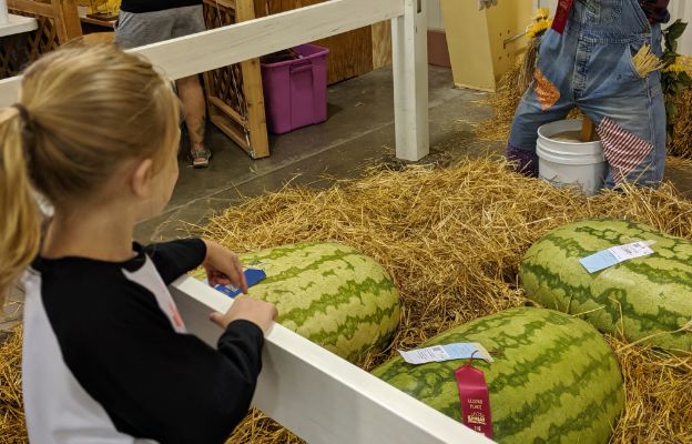 watermelon contest at the kansas state fair near hutchinson